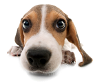 istockphoto_12477899-big-head.jpg